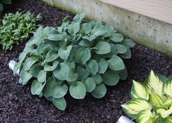 Hosta 'Blue Mouse Ears'