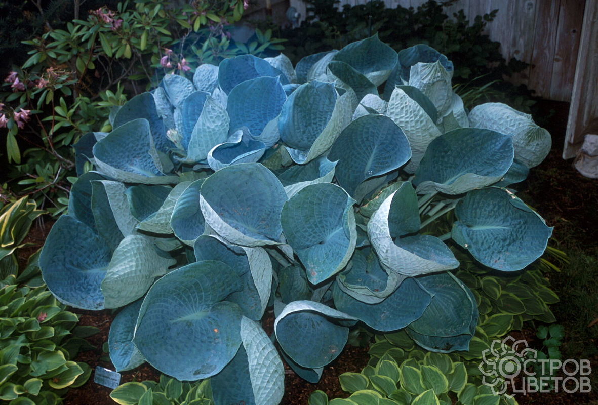 Hosta 'Abiqua Drinking Gourd'