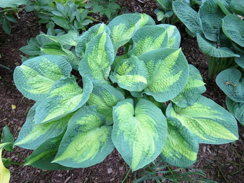 Hosta 'Brother Stefan'