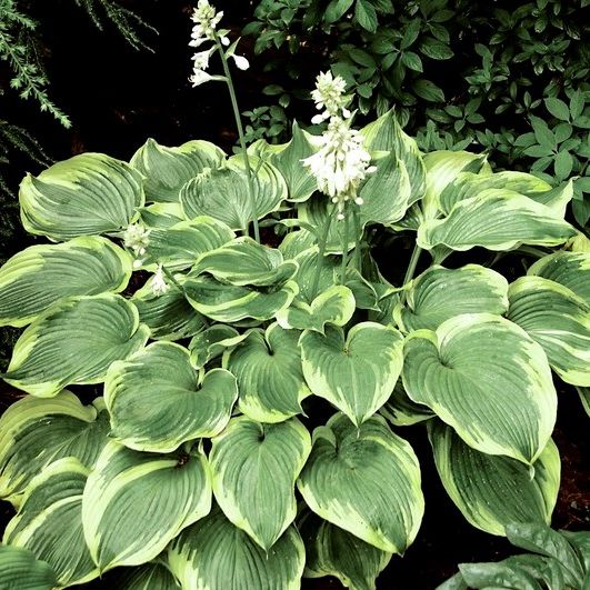 Hosta 'Earth Angel'