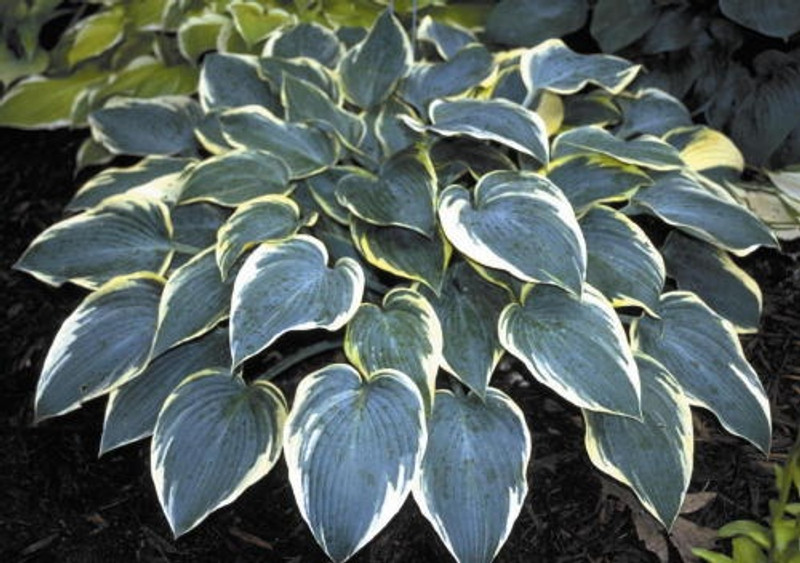 Hosta 'First Frost'