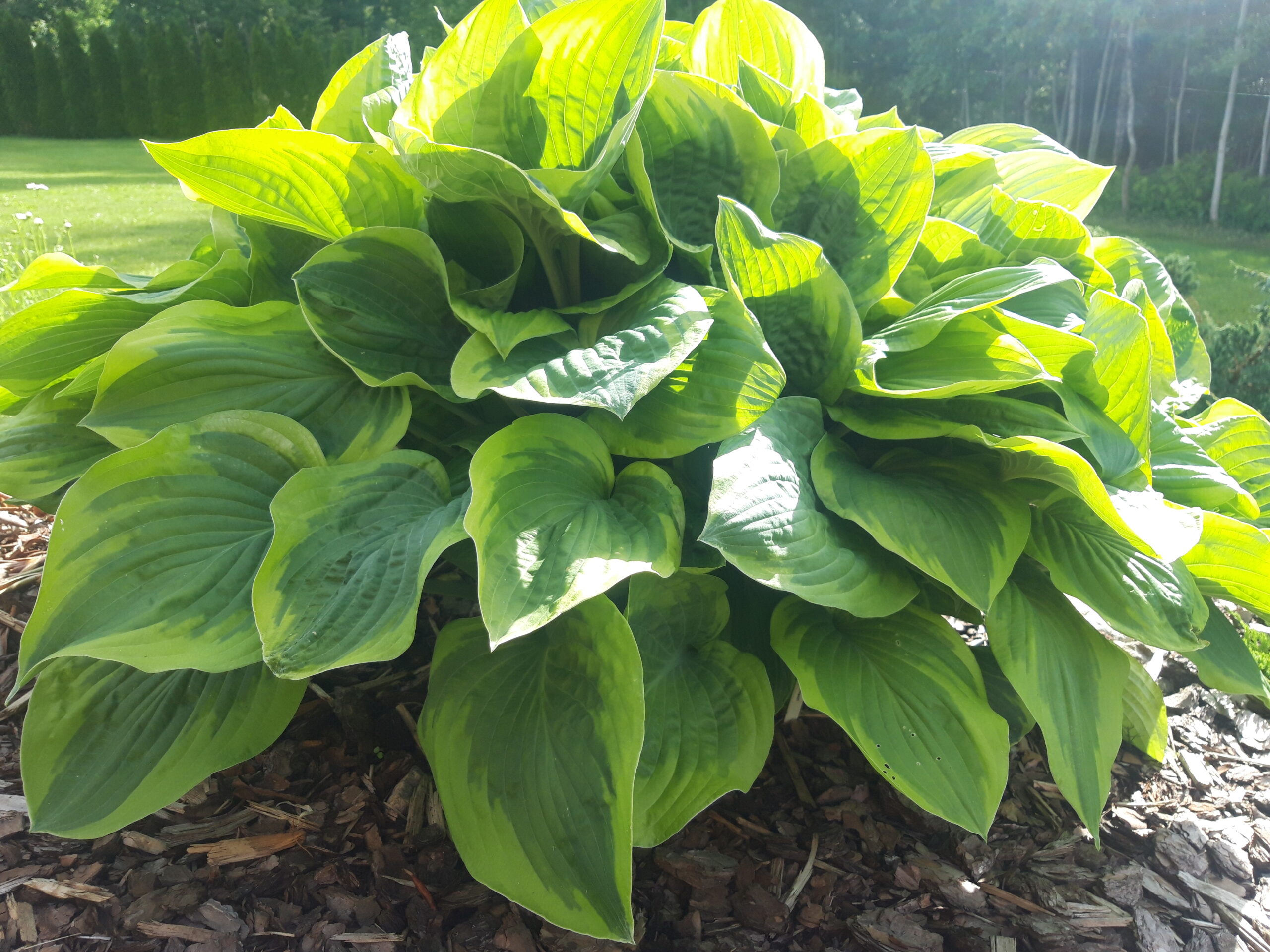 Hosta 'Fragrant Bouquet'