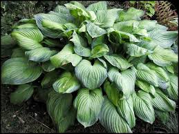 Hosta 'Guacamole'