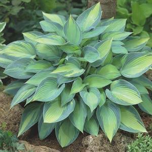 Hosta 'June'