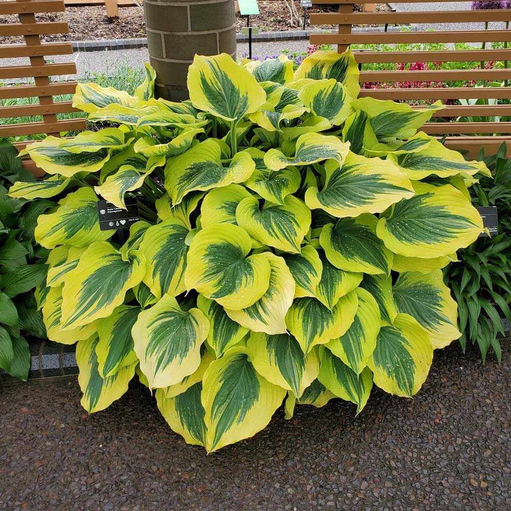Hosta 'Liberty'