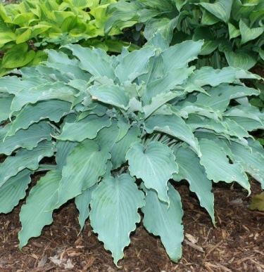 Hosta 'Neptune'