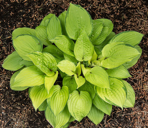 Hosta 'Paradise Island'