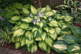 Hosta 'Paul’s Glory'