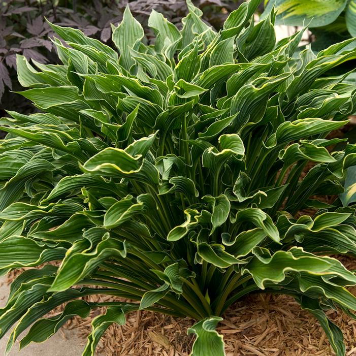 Hosta 'Praying Hands'