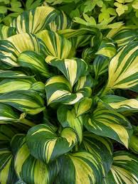Hosta 'Rainbow's End'