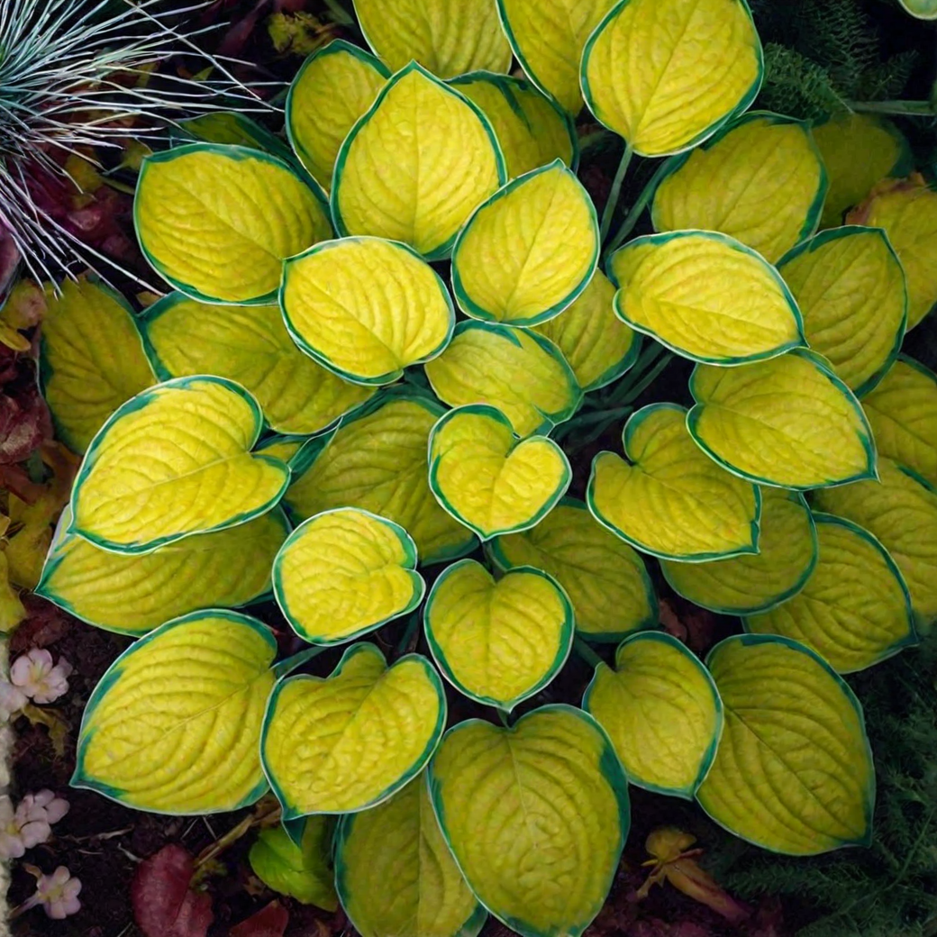 Hosta 'Rainforest Sunrise'