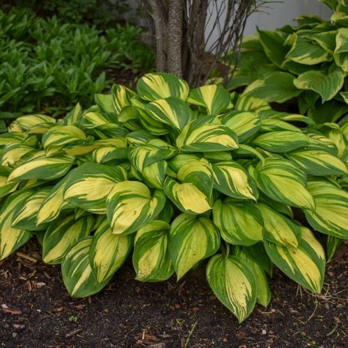 Hosta 'School Mouse'