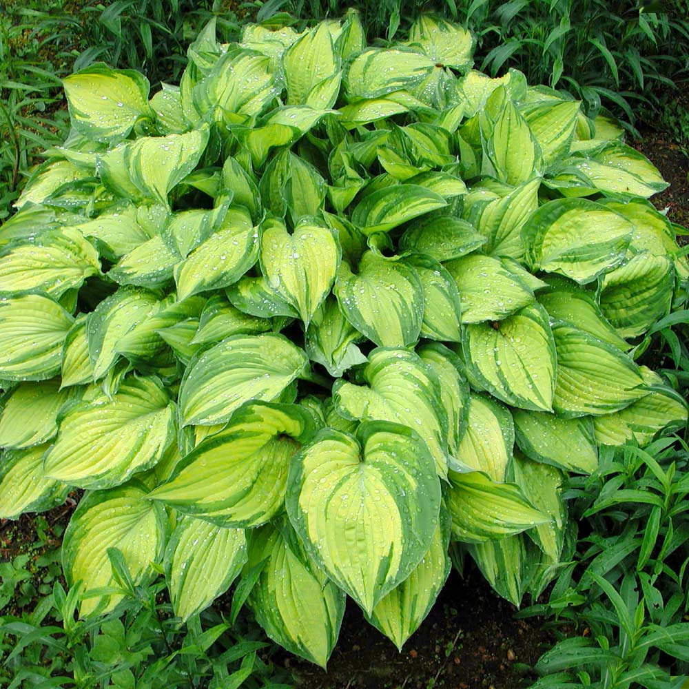 Hosta 'Stained Glass'