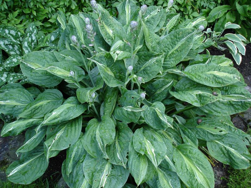 Hosta 'Striptease'
