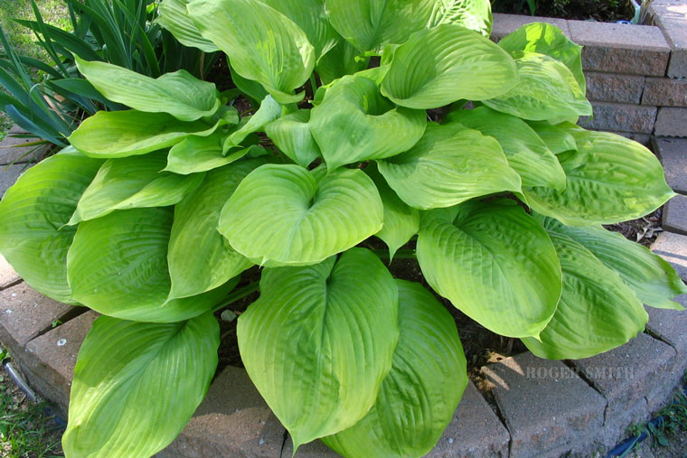 Hosta 'Sum and Substance'