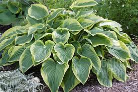 Hosta 'Victory'