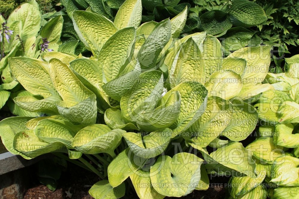 Hosta 'World Cup'