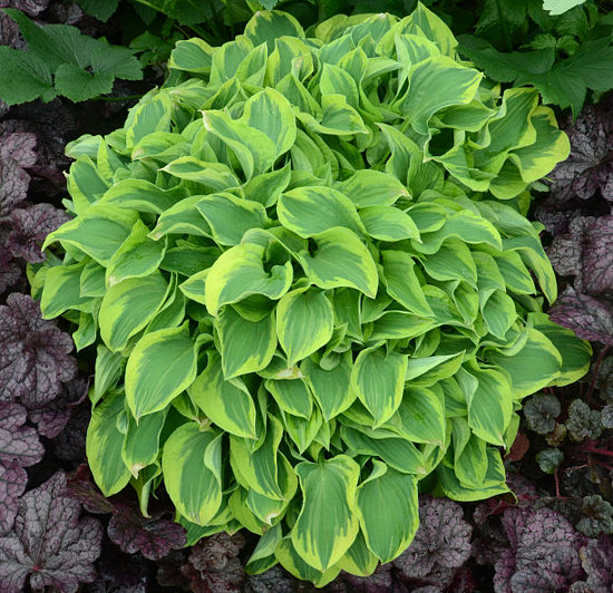 Hosta 'Wrinkle in Time'