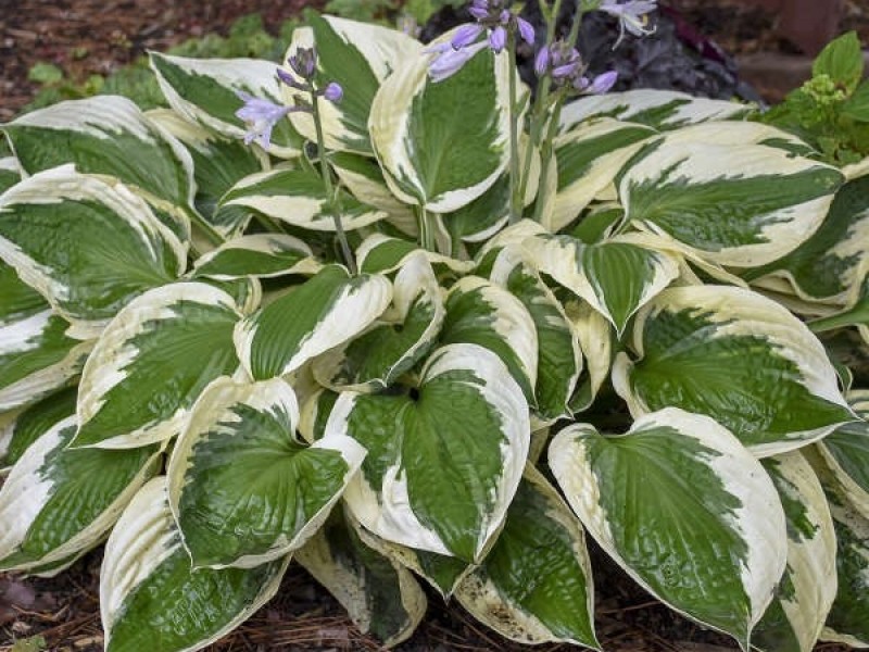 Hosta 'Patriot'