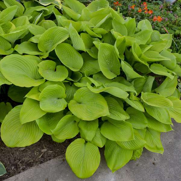 Hosta 'Sum and Substance'