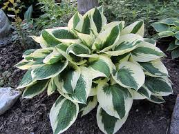 Hosta 'Patriot'