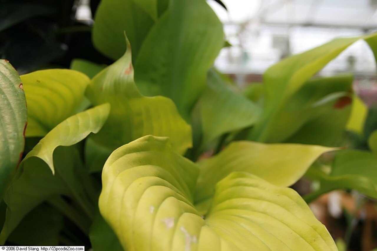 Хоста Sum and Substance — огромные листья и цветоносы