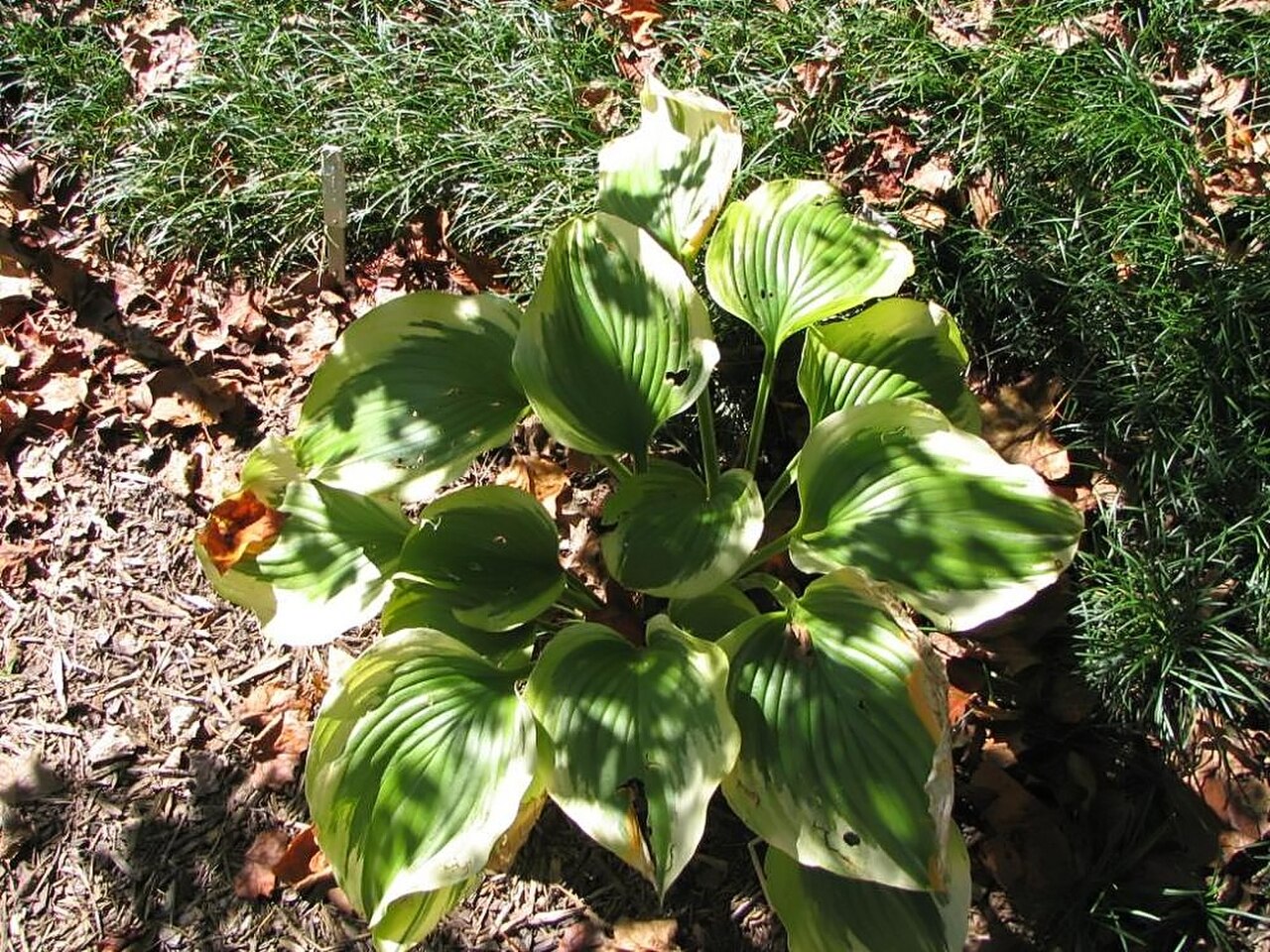 Хоста Liberty — вид в саду с цветоносами