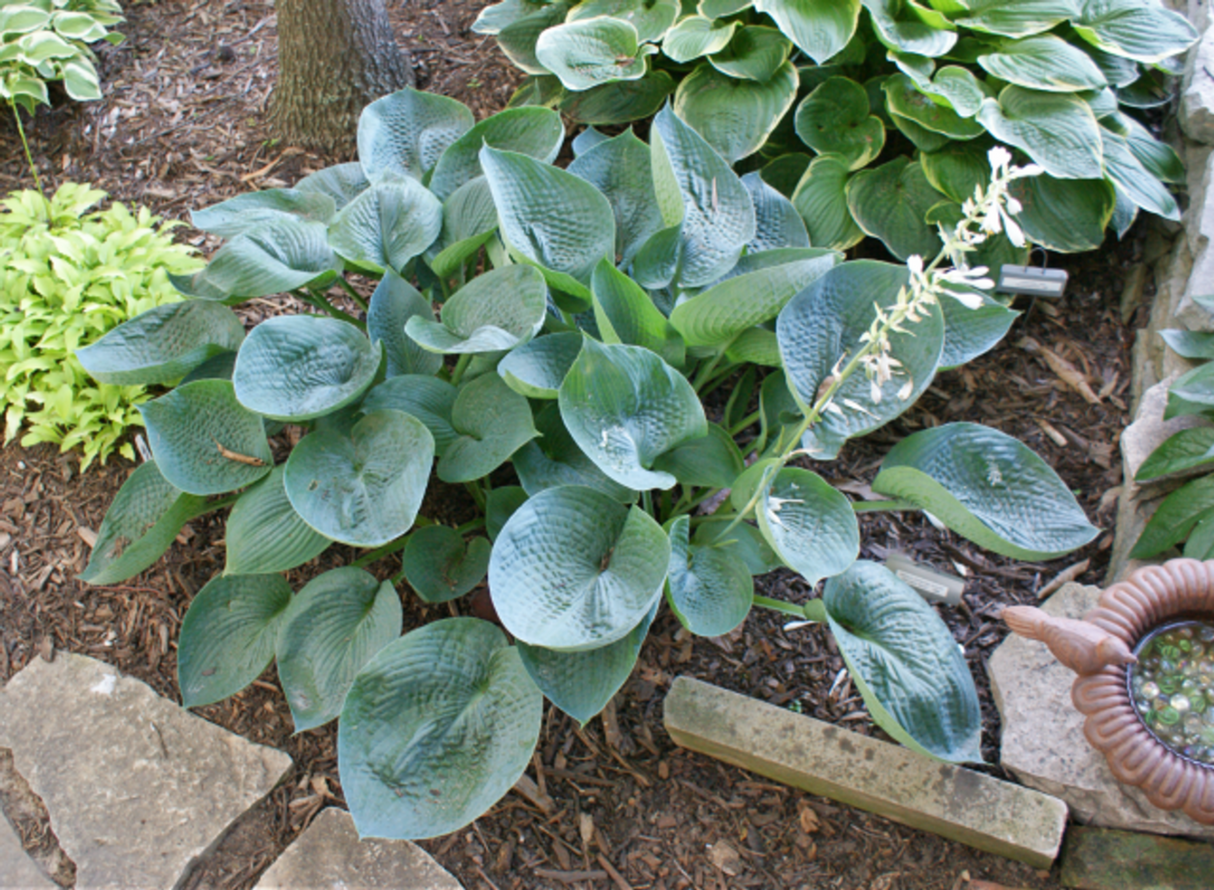 Куст хосты Abiqua Drinking Gourd в садовой композиции