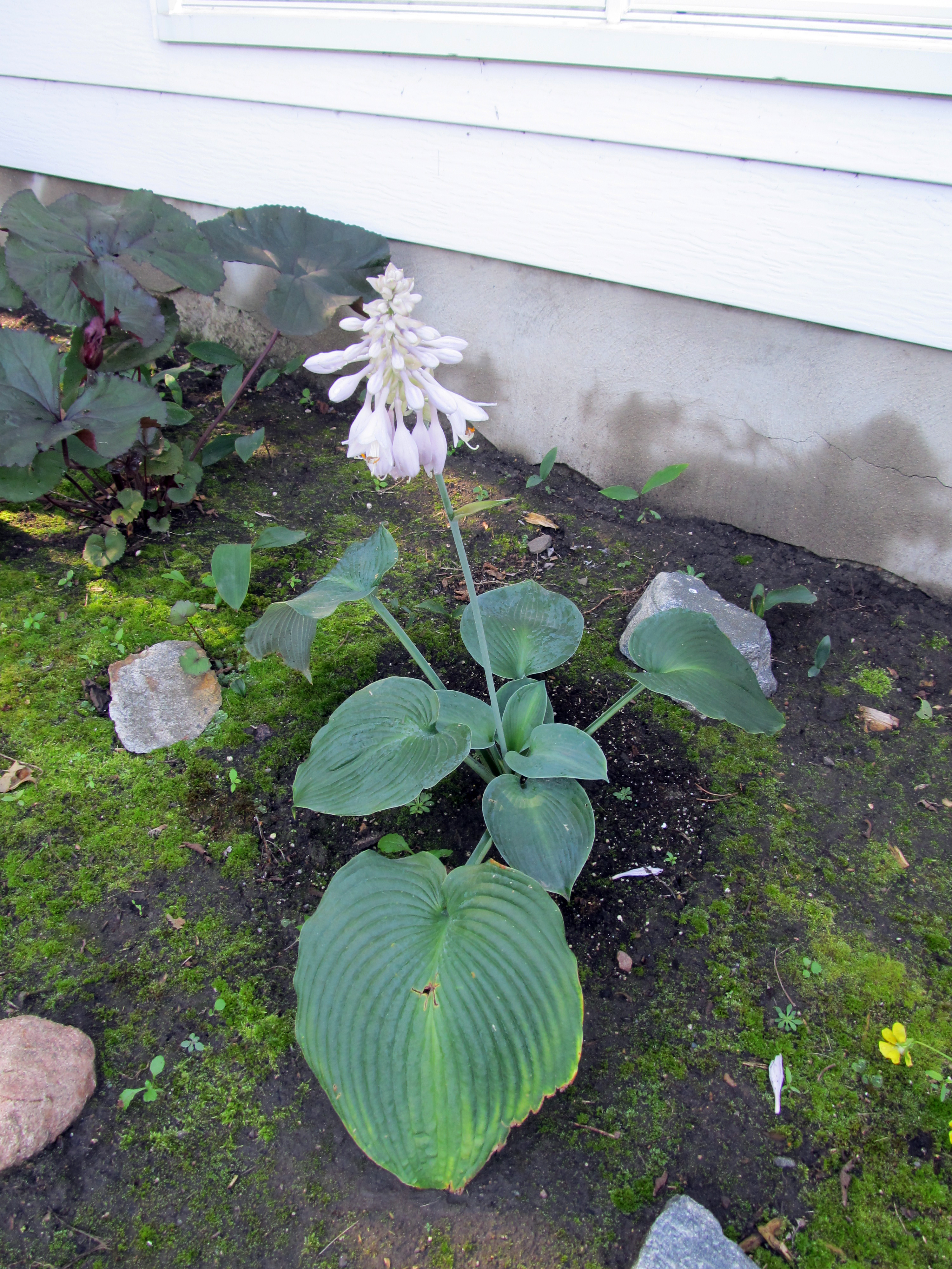 Хоста Blue Angel — вид в саду с цветоносами