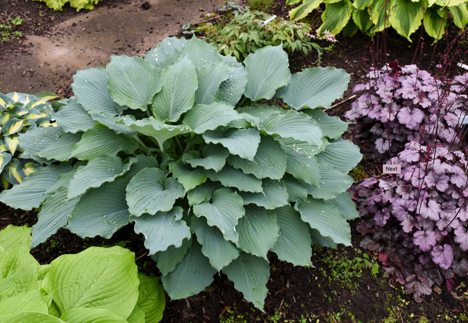 Молодой куст хосты Diamond Lake в саду