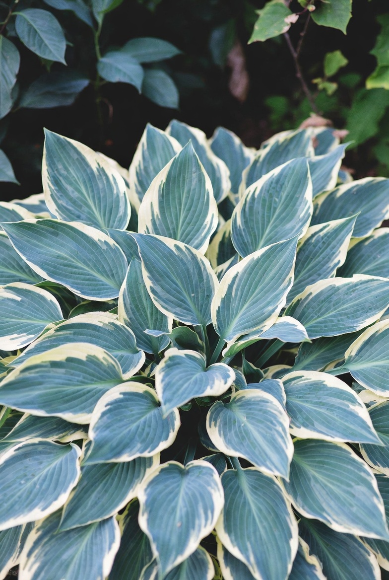 Хоста First Frost в саду — голубые листья с кремовой каймой