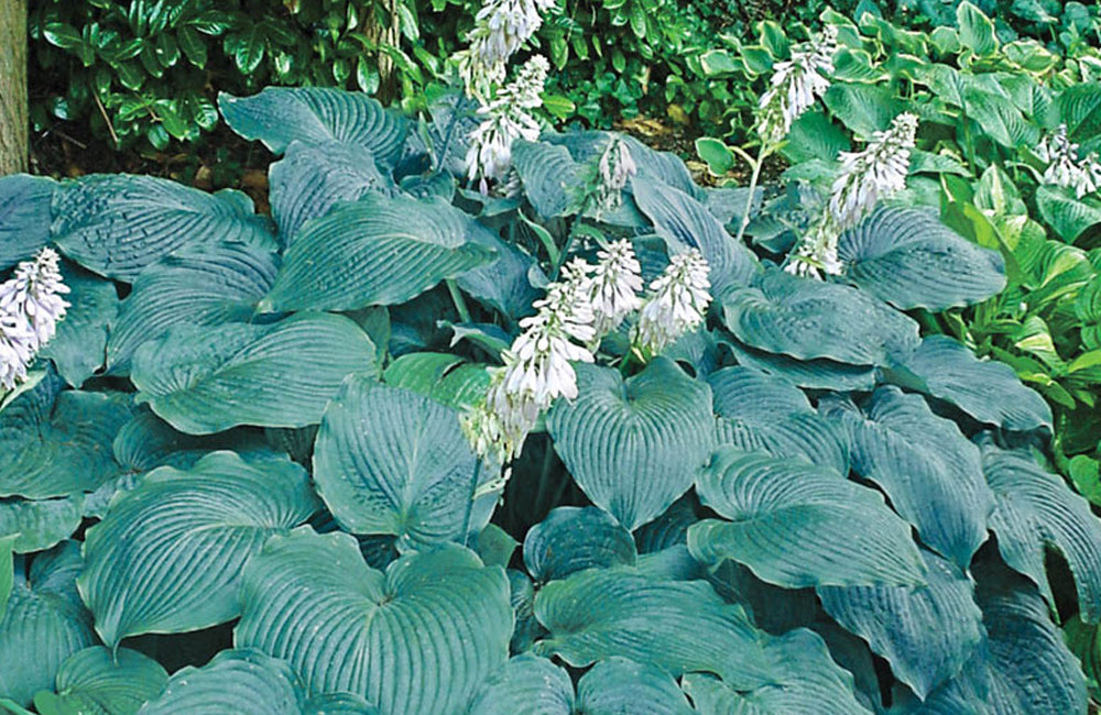 Хоста Blue Angel с цветами в саду