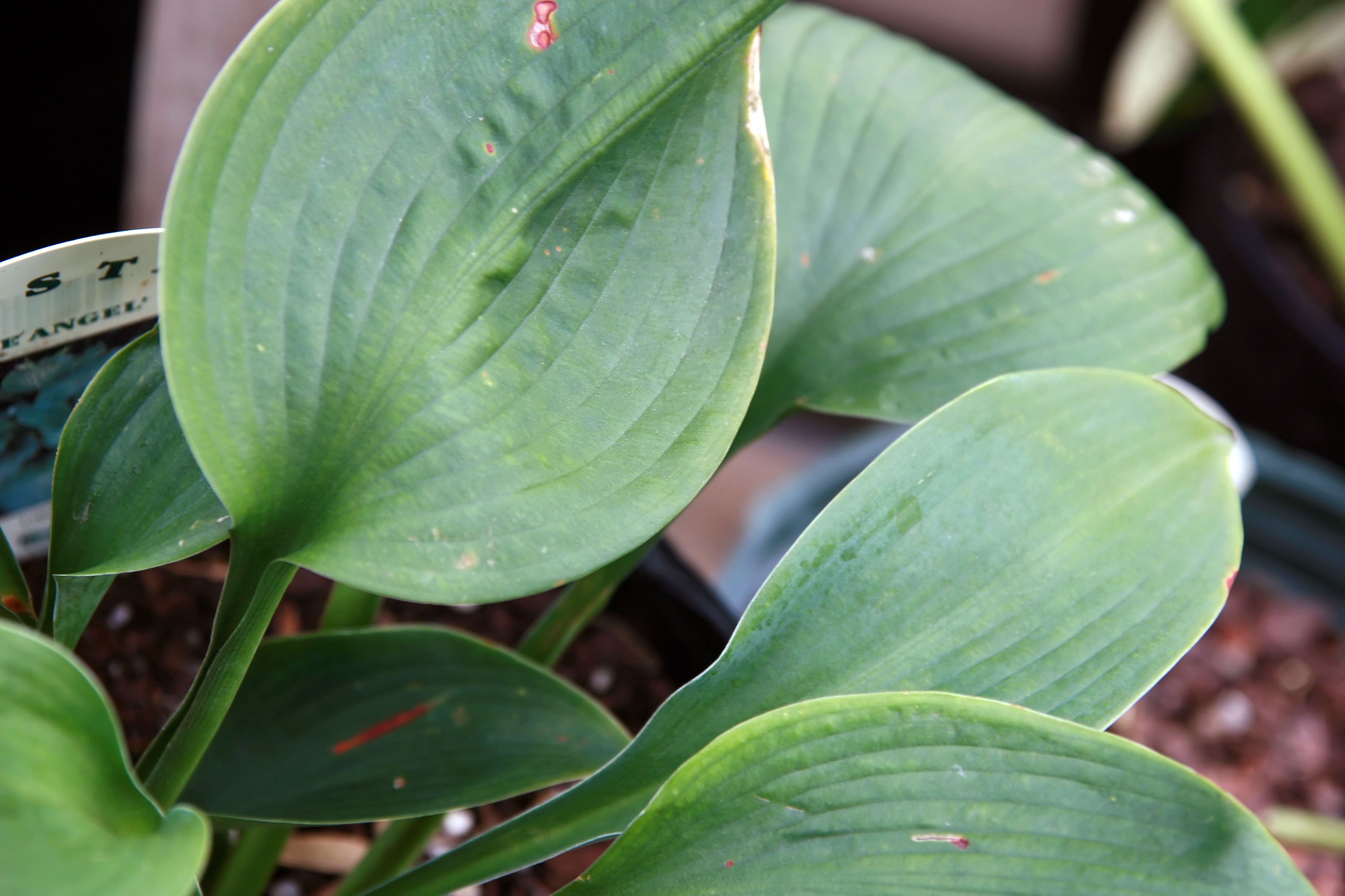 Хоста Blue Angel крупным планом — фактура голубых листьев