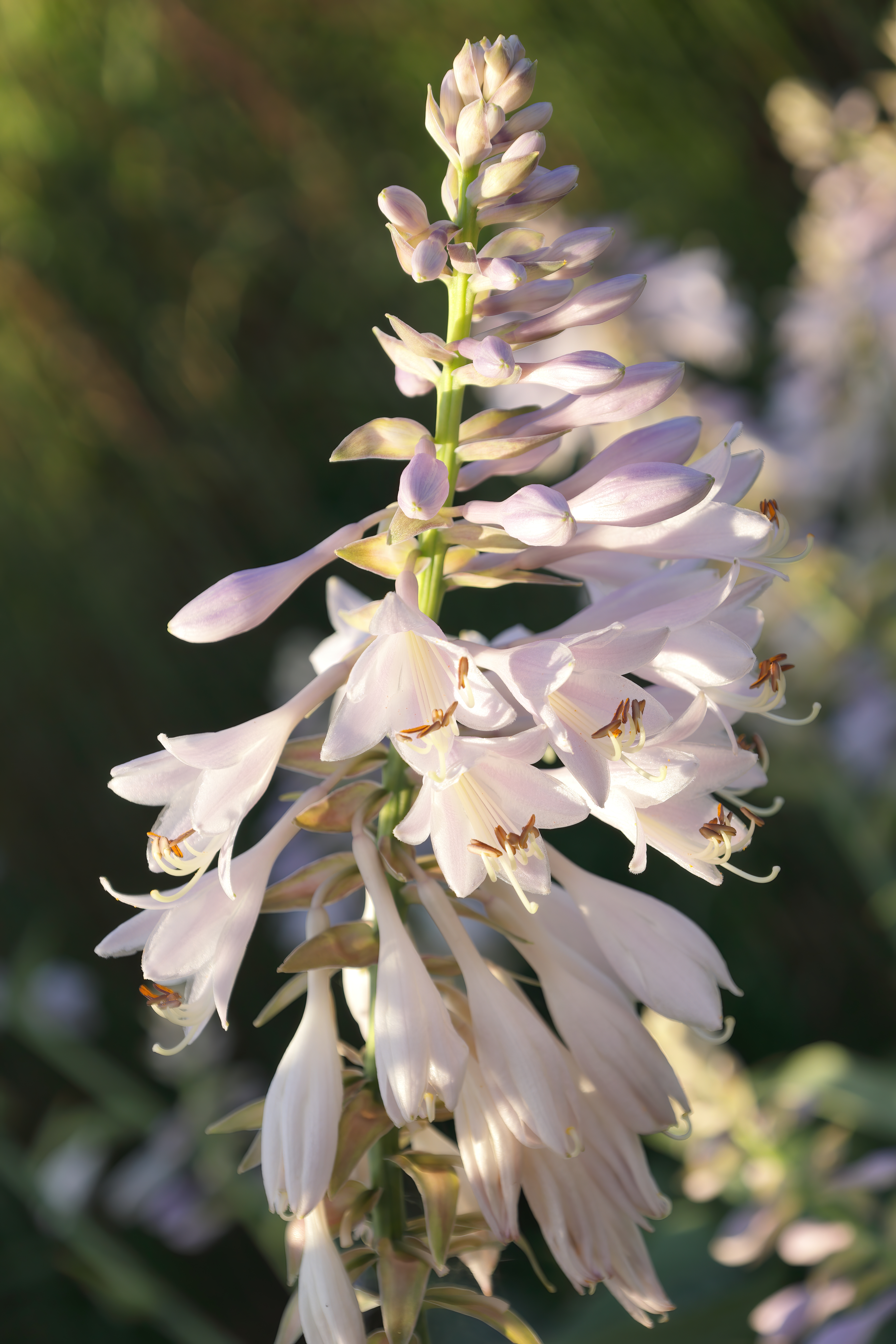 Хоста Blue Angel крупным планом — голубые листья