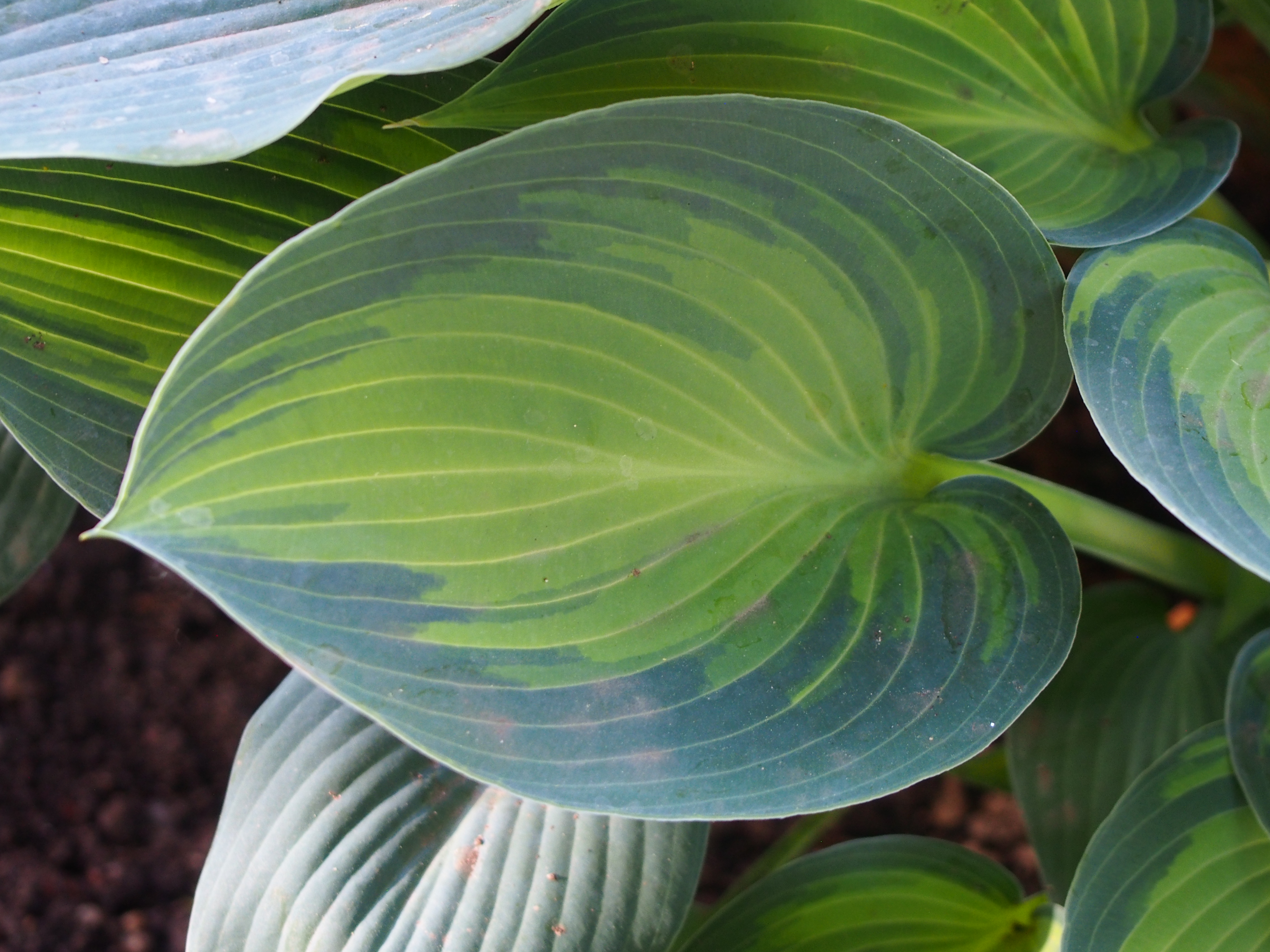 Хоста June крупным планом в ботаническом саду