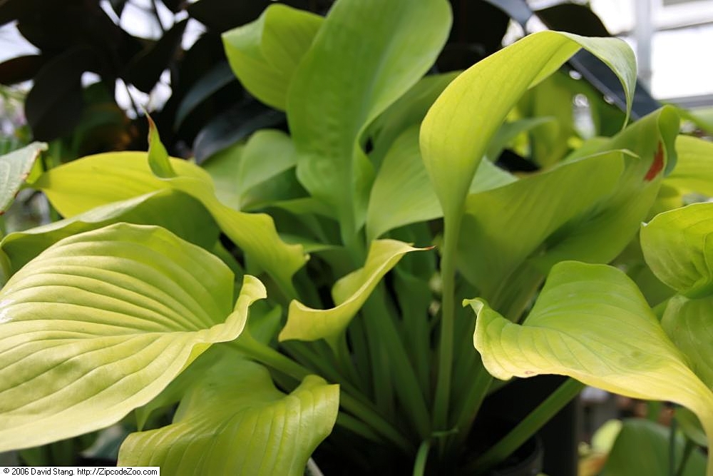 Хоста Sum and Substance в ландшафтном дизайне