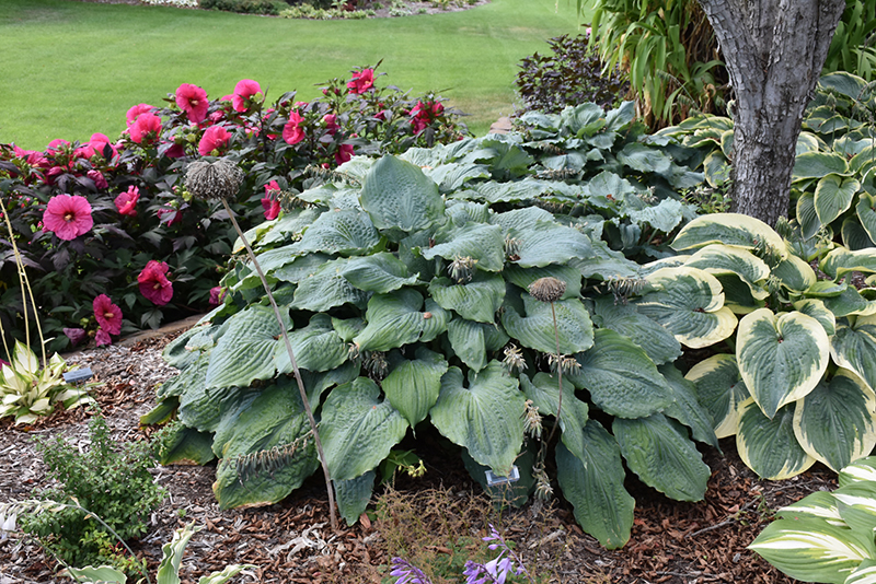 Хоста Diamond Lake в композиции с яркими цветами