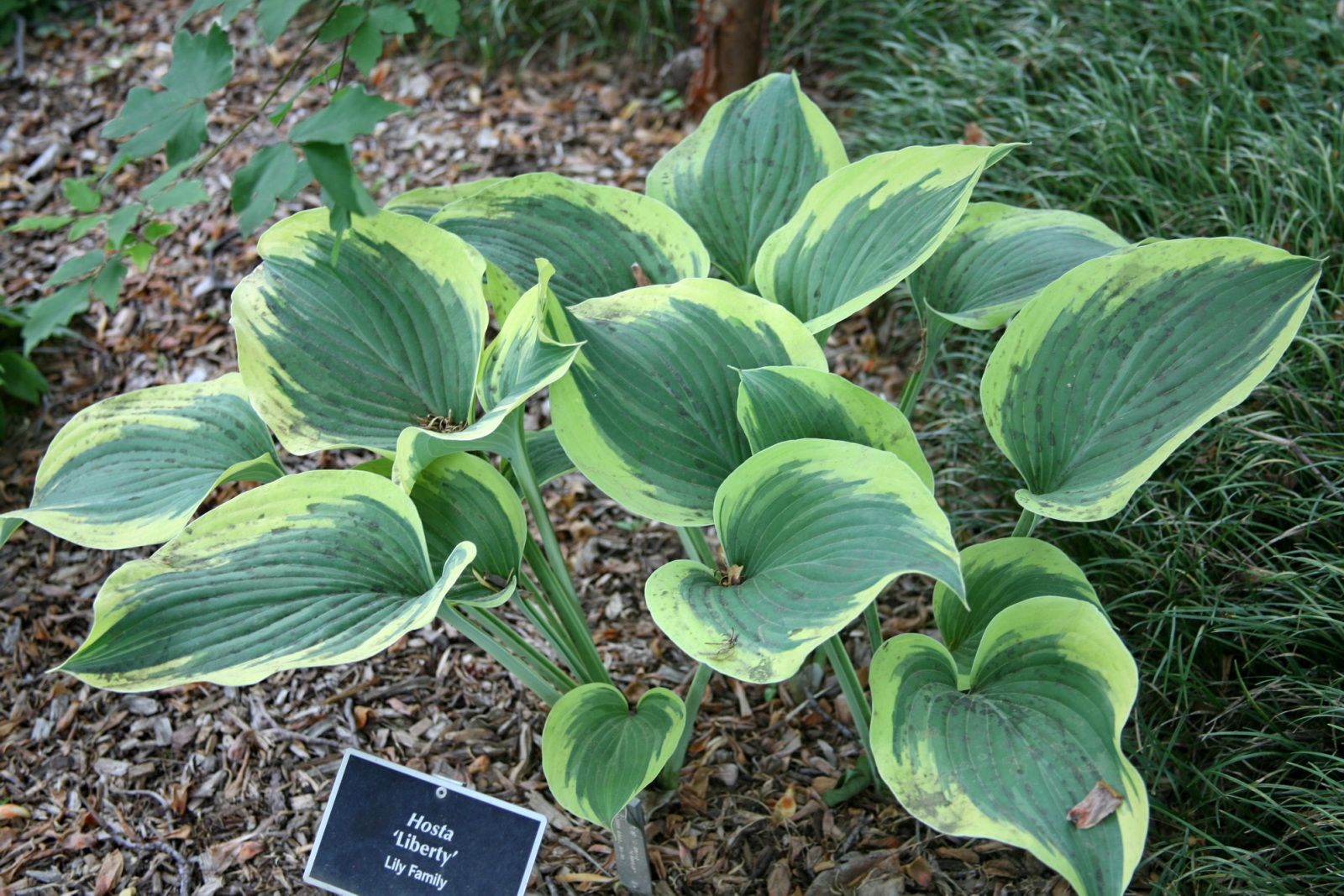 Хоста Liberty крупным планом — золотистая кайма