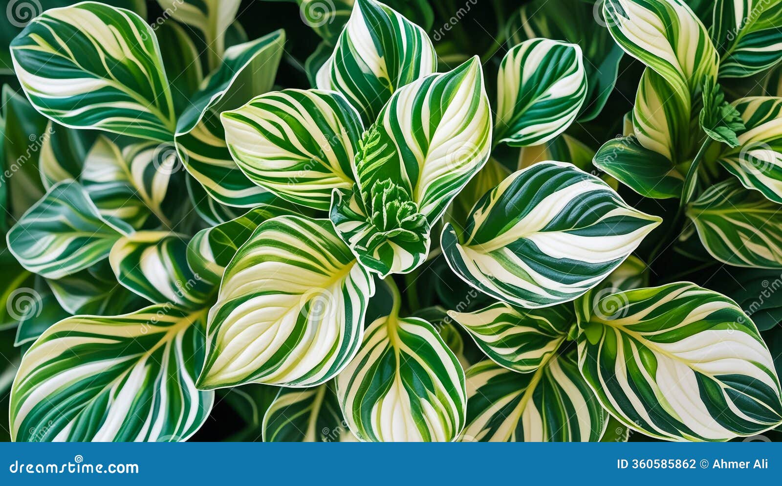 Крупный план стрикеты с полосатыми листьями