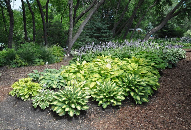 Хоста Age of Gold в садовой композиции с яркими золотистыми листьями