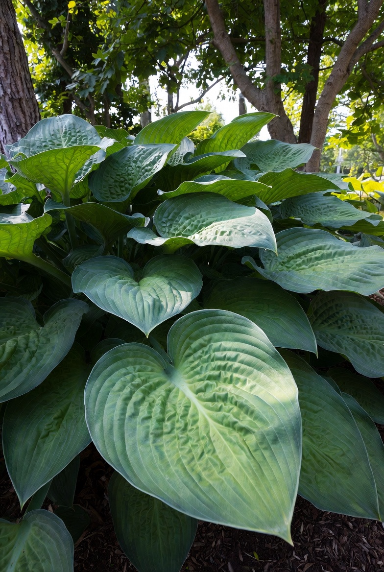 Хоста Empress Wu крупным планом — огромные тёмно-зелёные листья