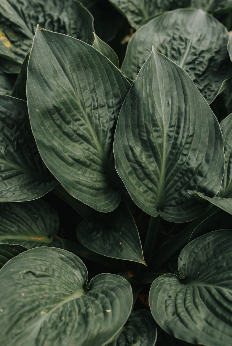 Хоста Empress Wu — мощный куст в полном размере