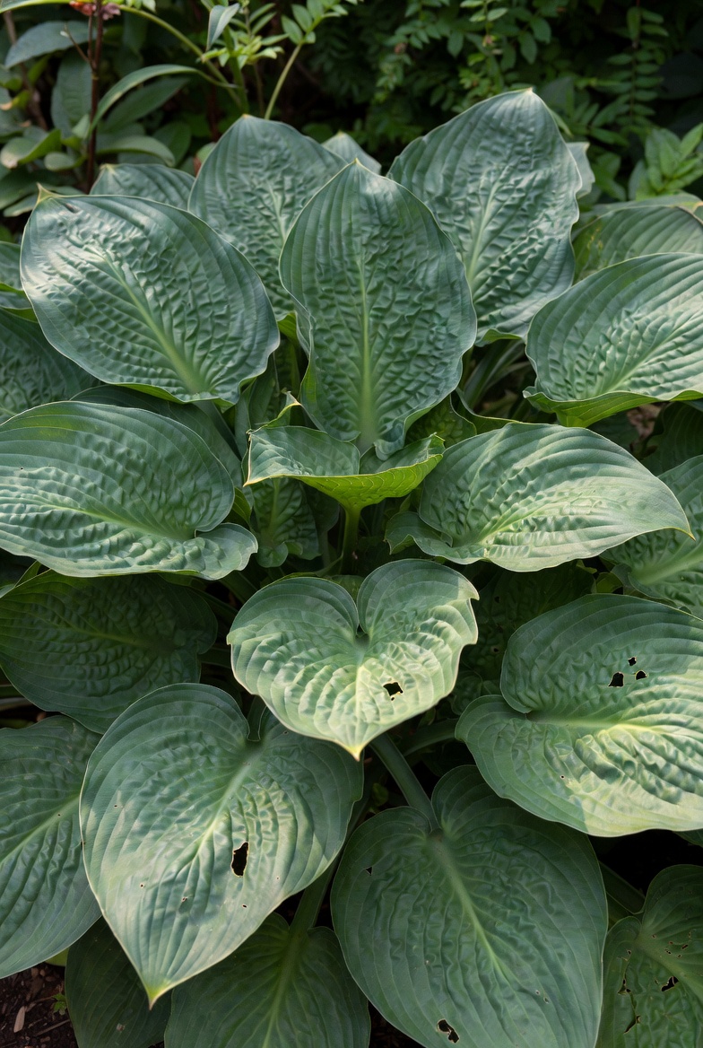 Хоста Empress Wu крупным планом — текстура гигантских листьев
