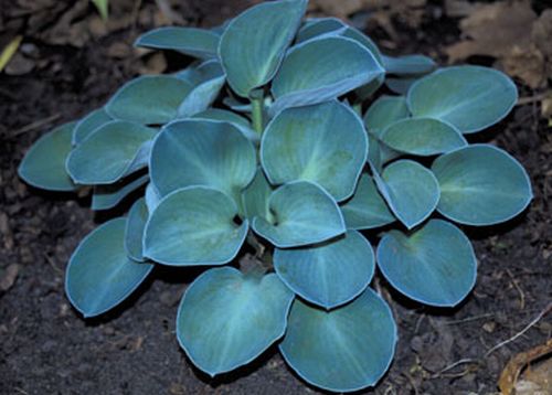Hosta 'Blue Mouse Ears'