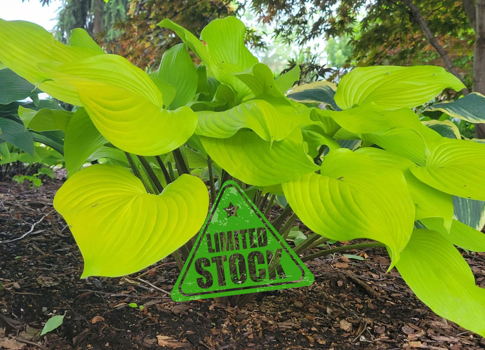 Молодой куст хосты Age of Gold