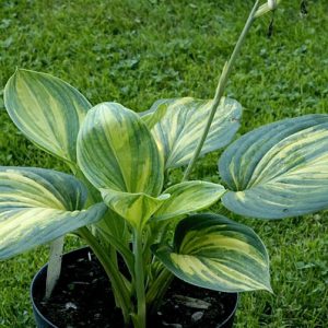 Acid Art (Эсид Арт)