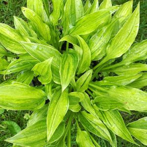 Buffalo Misty Geisha (Буффало Мисти Гейша)