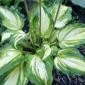 Call me Gorgeous (Кол ми Горджес)