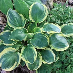 Charity (Чарити)