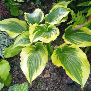 Coastal Treasure (Костал Треже)